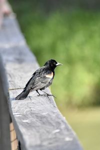 Close-up of red winged blackbird perching on wood