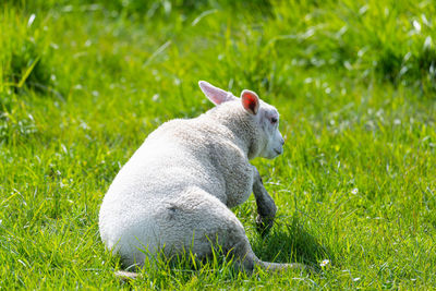 Side view of sheep on field