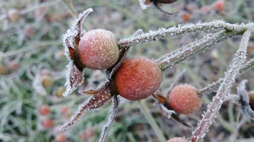 Close-up of frozen berries on tree