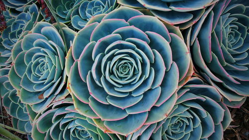 Full frame shot of spiral cactus