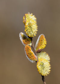 Bright colors on a freshly blossoming willow