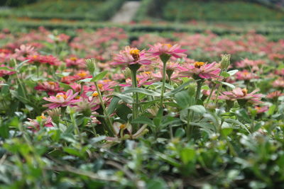 Close-up of pink flowers blooming on field