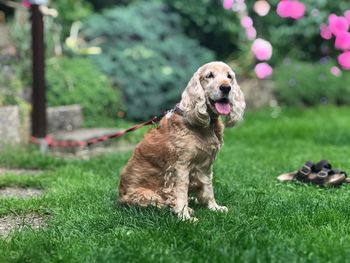 Dog looking away on field