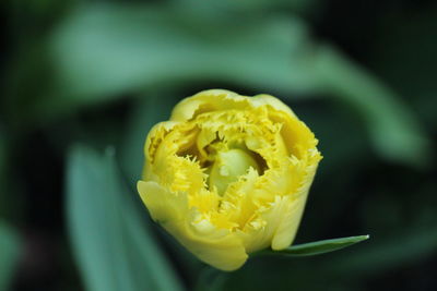 Close-up of yellow flower