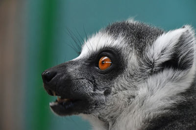 Close-up of ring-tailed lemur