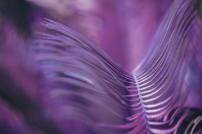 Close-up of feather