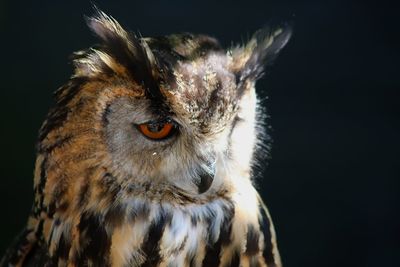 Close-up of owl looking away against black background