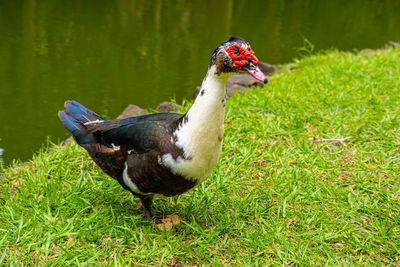 Mauritian muscovy duck native bird showing red markings and black white and grey striped feathers