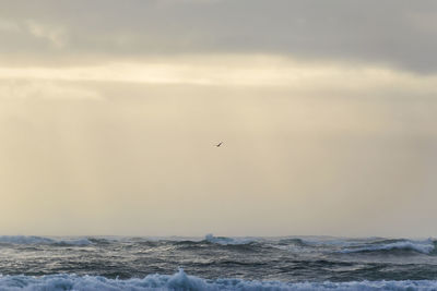 Bird flying over sea against sky