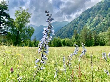 Scenic view of field against sky