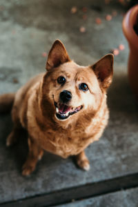 High angle portrait of dog sitting on footpath