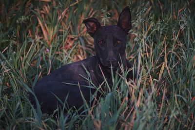 Portrait of black dog on field