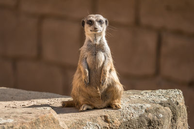 Squirrel sitting on rock against wall at zoo