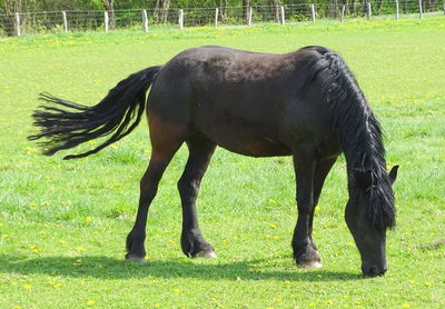 Horse grazing on field