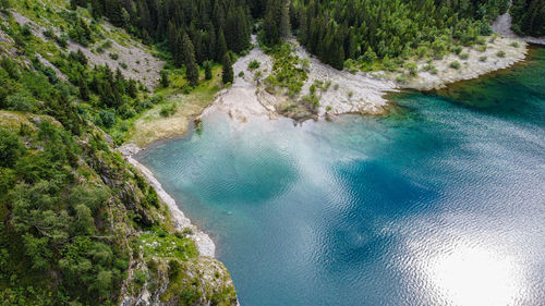 High angle view of pine trees by sea