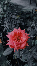 Close-up of red rose flower