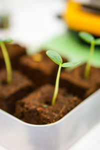 Close-up of potted plant