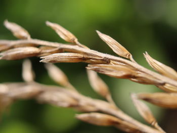 Close-up of crops growing on plant