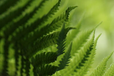 Close-up of plant