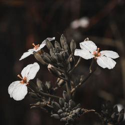 Close-up of white flowering plant