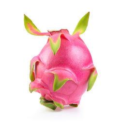 Close-up of pink rose over white background