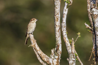 Close-up of bird perching on branch