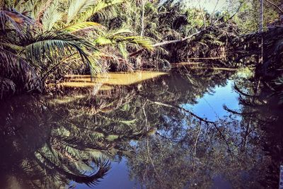 Reflection of trees in lake