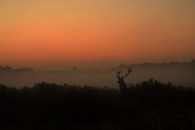 Silhouette of deer at sunset