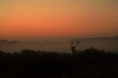 A monarch red deer stag at dawn