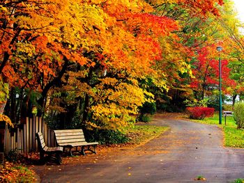 Street amidst trees during autumn