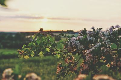 Close-up of flowering plants on field against sky