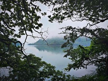 Reflection of trees in lake against sky