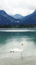 Swan swimming on lake against sky