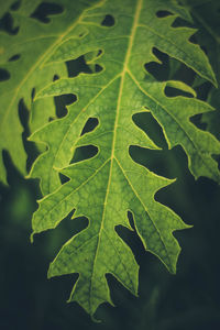 Full frame shot of leaves