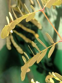 Close-up of fresh green plant