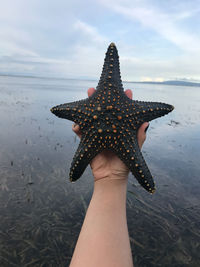 Green starfish found in the middle of receding sea water