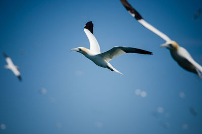 Northern gannets flying near pembrokeshire coast