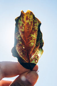 Close-up of hand holding dry leaf against white background