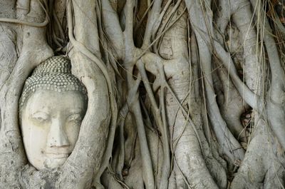 Close-up of buddha head amidst bodhi tree roots at wat mahathat