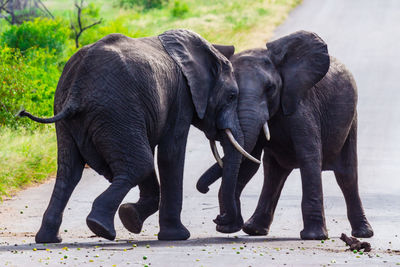 Close-up of elephant