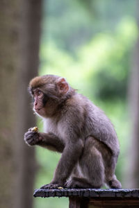 Monkey sitting on outdoors