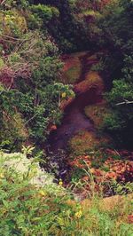 Plants and trees in park during autumn