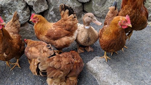 High angle view of birds