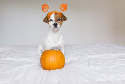 Portrait of dog in headband with pumpkin on bed at home