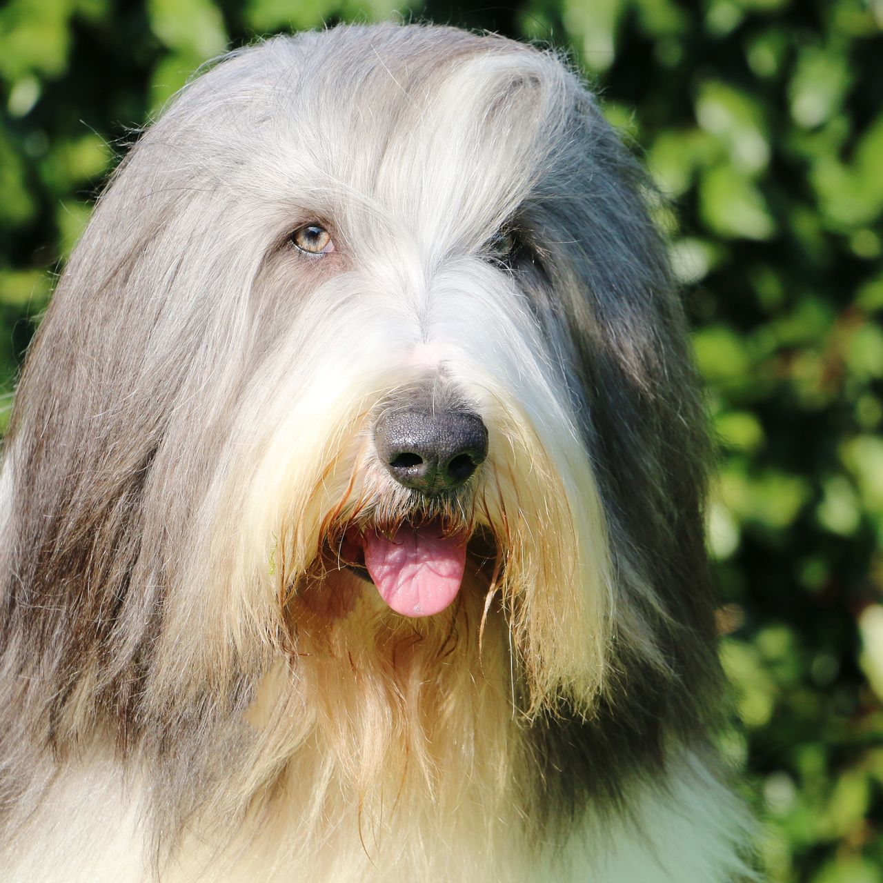 CLOSE-UP OF DOG STICKING OUT TONGUE