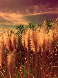 Scenic view of field against cloudy sky