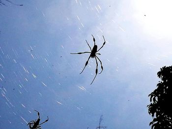 Low angle view of spider on web against sky