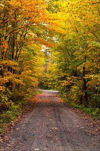 Road amidst trees in forest during autumn