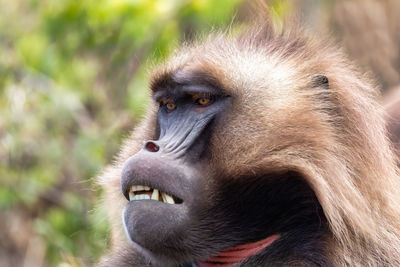 Close-up portrait of a monkey