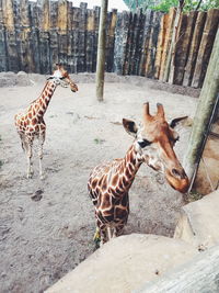 View of giraffe in zoo